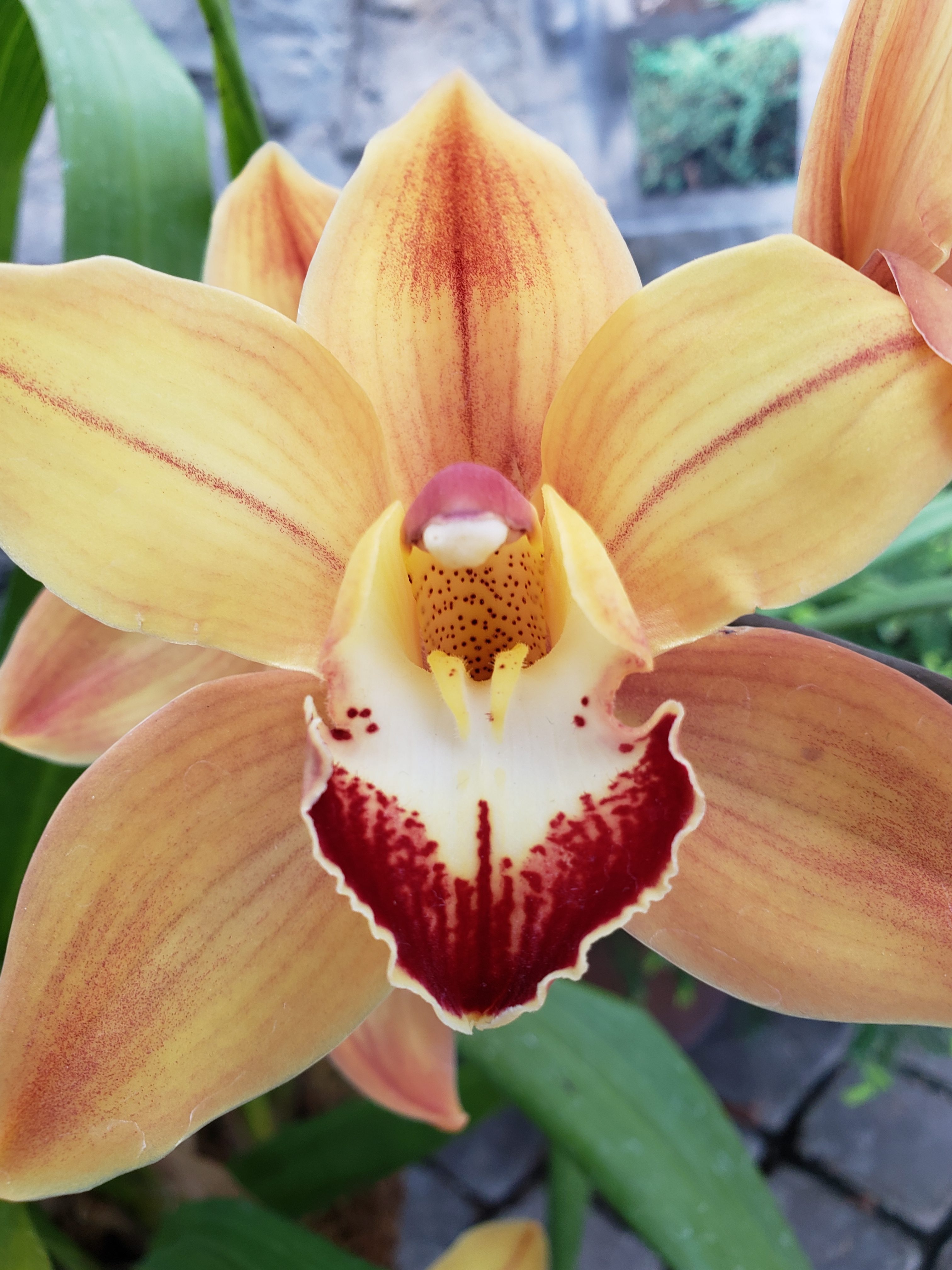 Don’t Eat the Orchid!